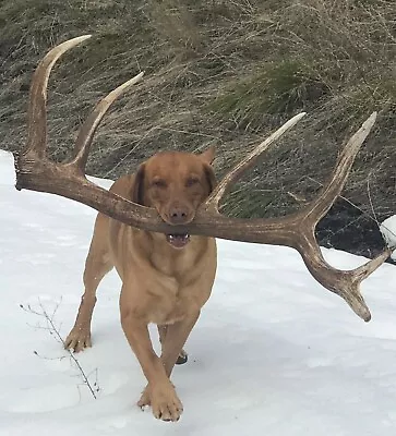 Individual HARD LONG LASTING LOWER BEAM Elk/Deer Antler Dog Chews / Antlers Chew • $6