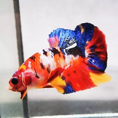 Live Betta Fish - Male - Koi Fancy Candy Multicolor Halfmoon Plakat  (PKMAR136) • $9.99