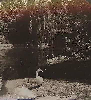 Swans Eastlake Park Los Angeles CA HC White Stereoview 1908 • $20