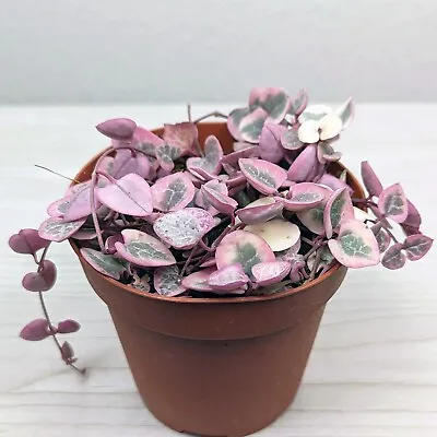 Succulent Pot Plant - Ceropegia Woodii String Of Hearts Variegated - In 4  Pot • $14.99