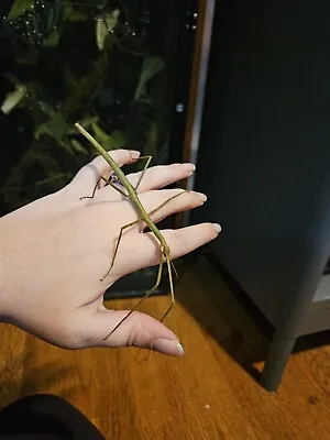 24 Vietnamese Stick Insects Eggs • $15.95