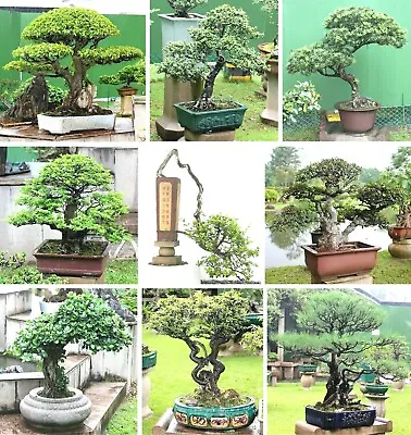 Bonsai Tree Seed Assorted Types BULK PURCHASE MIXED Types & QTYs     Uk Seller • £2.99