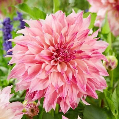 Penhill Watermelon Dahlia (Dinnerplate) 20 Seeds  Free Shipping • $3.99