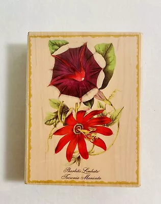BOTANICAL FLOWERS 2000 Cynthia Hart Morning Glory Acacia Bloom Limbata Tasconia • $15