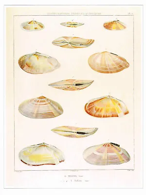 Sunrise Tellin Shells Vintage 1991 Shell Print Victor Old Picture CNHPS#75 • $4.96