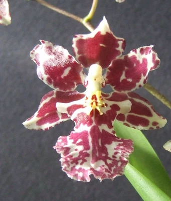 $25 • Buy Orchid Plant 0405. Oncidium (Wilsonara) Kolibri  'Pink' Nice Plant In 100mm Pot