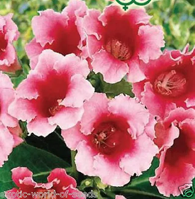 Russian Gloxinia Seeds Pink Flowers F1 Hybrids • £2.99