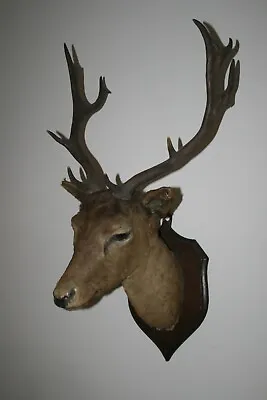 £600 • Buy Mounted 12 Point ? Red Deer Stag Head, Murray Mount