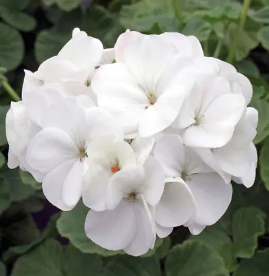 £8.99 • Buy Geranium White F1 Summer Flowering 6 X Large Plug Plants Ready To Grow On