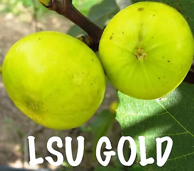 LSU Gold Fig Tree - Ficus Carica - Live Plant From Tiny Cutting ! • $10