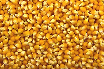 £6.99 • Buy Popcorn Kernels Seeds Popping Corn Raw Kernals 500g 1kg 2kg 5kg 10kg 20kg BULK
