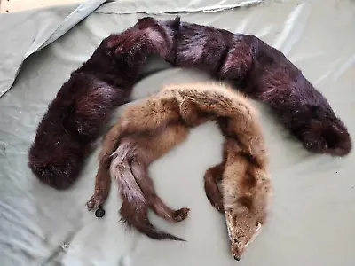 Fur Pelts Hides • $50