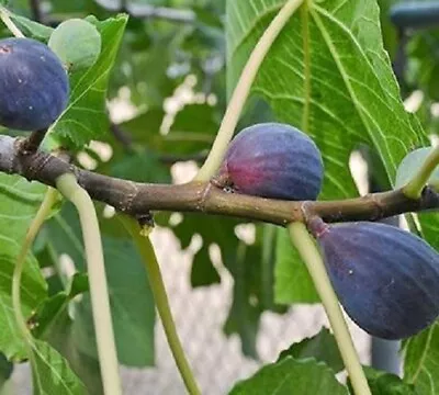 LSU Purple Fig ( Ficus ) - Live Plant - ( 1 QT ) • $24.99