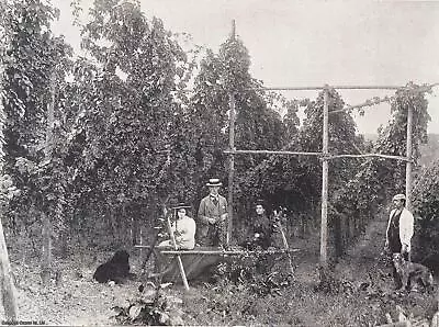 Hop-picking In Kent. An Original Print From The Illustrated London News 1895. 1 • £15.49