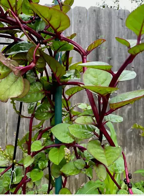 50 Organic Malabar Purple Stem Spinach Vietnamese Spinach Seeds • $3.99