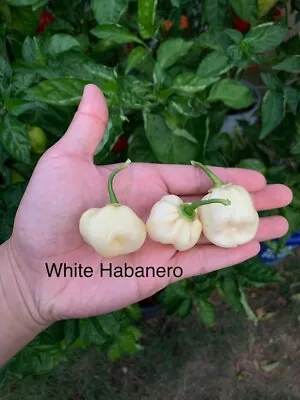 White Habanero Pepper Seeds • $3.75