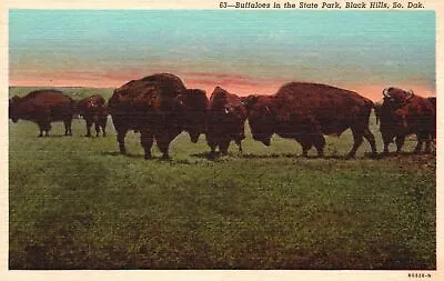 £8.92 • Buy Vintage Postcard Buffaloes In State Park Black Hills South Dakota Burgess Pub.