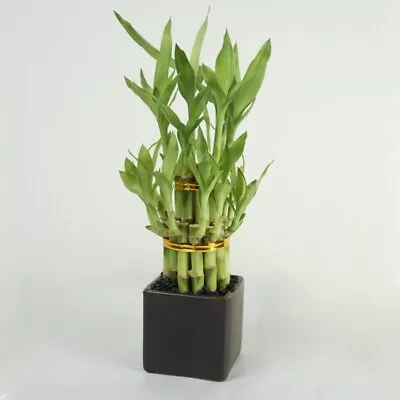 50 Seeds Lucky Moso-Bamboo Seeds 6 Kinds Bonsai Rare Potted Balcony Home Decor • $5.99