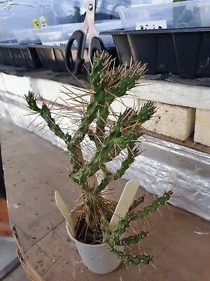 £35 • Buy Opuntia Molesta - Cactus / Succulent