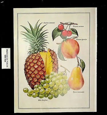 1967 Fruit Scientific Names Painting Guy Coheleach Peach Vintage Print 24517 • $7.48