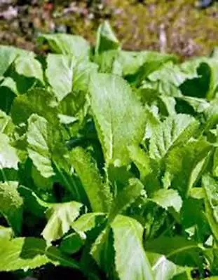 Mustard Greens Seed Old Fashioned Green Heirloom Non Gmo 100 Seeds • $2.99