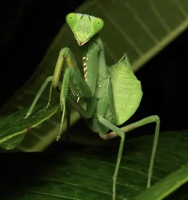 Praying Mantis Giant Asian Mantis L3 Nymph - LIVE FOOD • £9.99