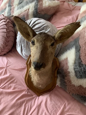 £120 • Buy TAXIDERMY ROE DEER HEAD ON Mount