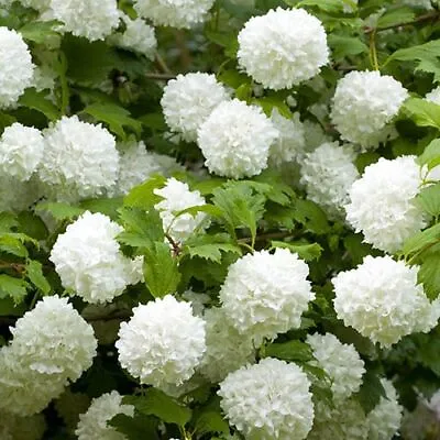 Viburnum 'Eskimo' Standard 90cm Tall  • £51.99