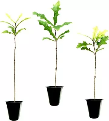 Overcup Oak Tree | Live Seedlings | Quercus Lyrata | Ideal For Landscaping &... • $25.98