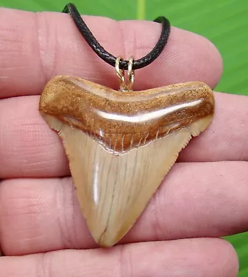 MEGALODON Shark Tooth Necklace - 1 & 13/16  SHARKS TEETH - REAL FOSSIL MEGLADONE • $59