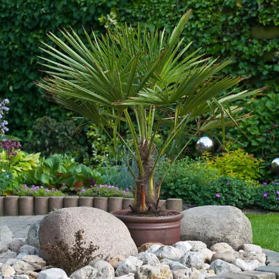 YouGarden - Trachycarpus Fortunei Chusan Palm 60-80cm (inc Pot) With Trunk • £26.99