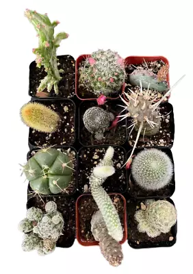 Live Cactus Plants Collections Pine Cone/Opuntia/Monkey Tail Cactus • $6.99