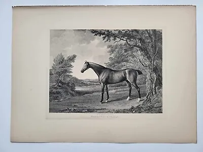 Vintage Antique Print 1887 Portraits Famous Racehorses Penelope Foaled 1798 • £16