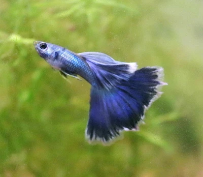 $46.95 • Buy BLUE MOSCOW (BIG DORSAL) Guppy Fish Fancy Show Quality Live Guppies Fry Or Pair