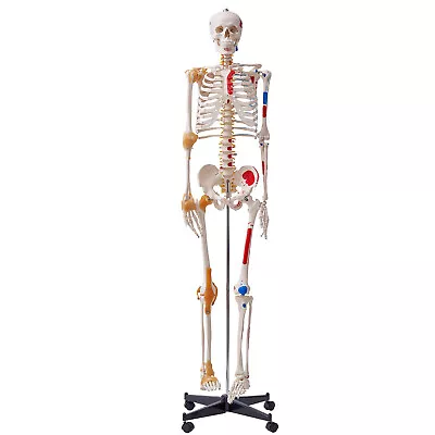 VEVOR Human Skeleton Model Anatomical Skeleton Life Size With Muscle Points • $201.99