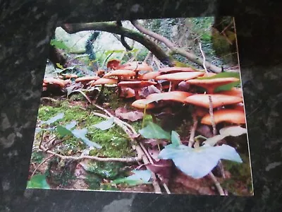The Mushroom Project. CD Album. Excellent. • £8.99