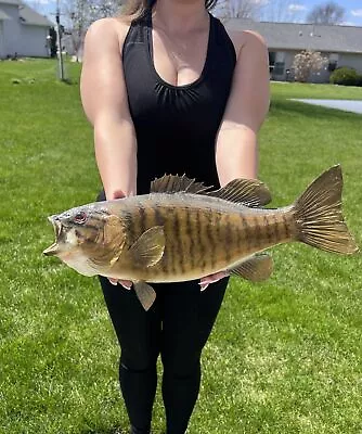 Smallmouth Bass Real Skin Vintage 16” Man Cave Cabin Decor • $115