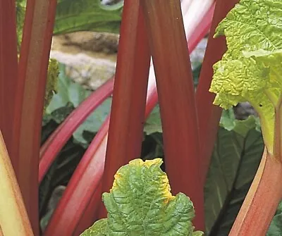 Rhubarb Victoria Bareroot Bare Root Garden Perennial Plant Vegetable • $3.75