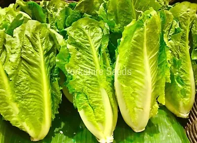 Lettuce Romaine Paris Island Cos  - 1000x Seeds - Vegetable • £1.99