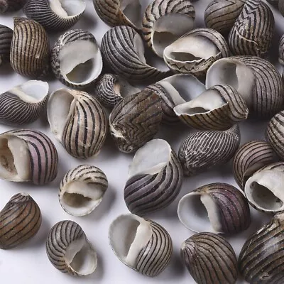 Conch Brown Beach Shells Home Decor  Seashell Wedding Craft Aquarium 13-22mm 50g • £5.39