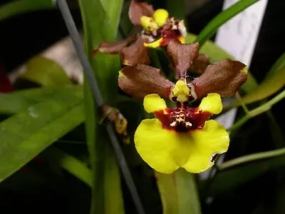 $18 • Buy Species Orchid - Oncidium Croesus