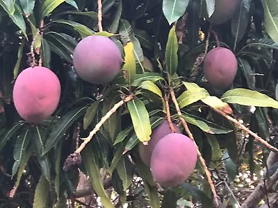 6 RED PURPLE HADEN MANGO CUTTINGS SCIONS WOOD GRAFT OR ROOT Priority USA • $16.95