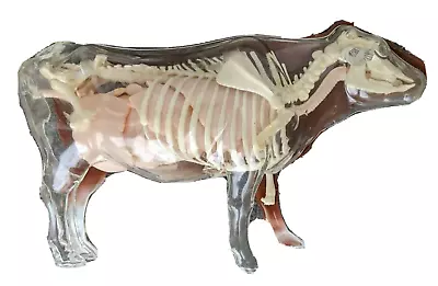 Anatomical Cow Model Vintage Veterinary Science Teaching 14  L 7 1/2 H 4  W • $85