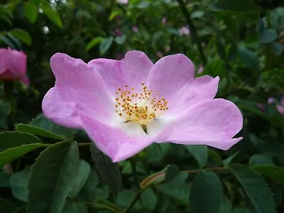 $3.50 • Buy SALE Bulk Wild Crafted Organic Dried Whole Wild Rosehips - Dogwood & Wood's Rose