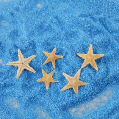 20 Mix Sea Star Tiny Starfish Natural Shell Art Craft Nautical Decor 0.5-1.5cm • £2.81