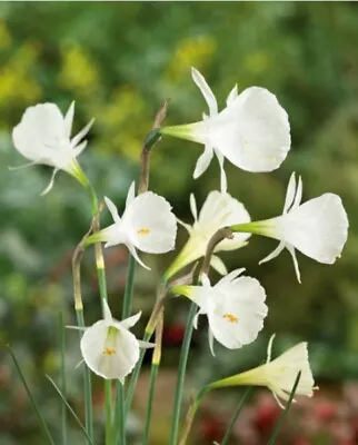 Daffodil Bulbocodium White Petticoat- 3 Bulbs In Green • £7.99