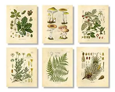 Vintage Botanical Prints | Woodland Plants By Ink Inc. | Set Of 6 8X10 Unframe • $23.35