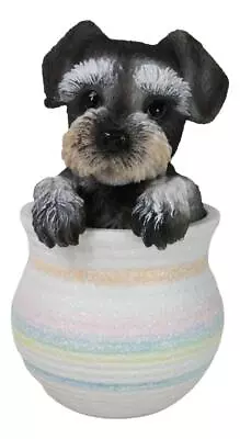 Adorable Grey Mini Schnauzer Puppy Dog Figurine With Glass Eyes Pup In Pot • $24.99