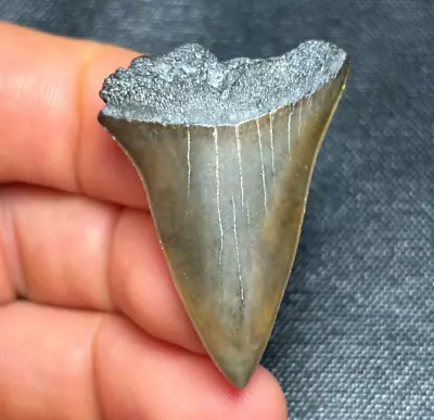 GEM! 1.56  White (Mako) Shark Tooth Teeth Fossil Sharks Necklace Jaws Jaw Meg • $19.99