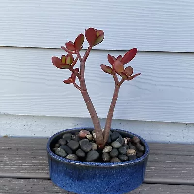 RARE RED AKAI Jade Succulent Crassula Ovata Plant Bare Rooted Bonsai Tree  6-8” • $19.90